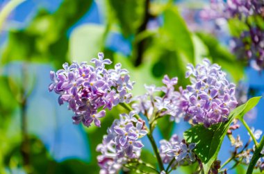Parlak güneş ışığı altında bahar leylakları çiçek açar. Bahar bahçesinde açan narin leylak çiçekleri, yumuşak bokeh arka plan, canlı doğa havası, taze mevsimlik flora makro konsepti, kırsal alan
