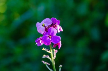 Yumuşak akşam ışığında yeşil arka planda açan narin mor kır çiçeği. Sakin doğal ruh halinde çiçek portresi, bahar bahçesi dekorasyonu, yumuşak büyüme ve yenilenme teması, barışçıl doğa konsepti, botanik detay