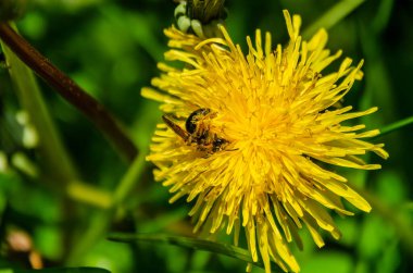 Arılar canlı bahar güneşinde parlak sarı karahindiba üzerinde polen toplarlar. Karahindiba çiçekleri, canlı doğa havası, bahar çayırı, tozlaşma, ekoloji ve biyolojik çeşitlilik üzerine polenle kaplanmış arı makrosu.