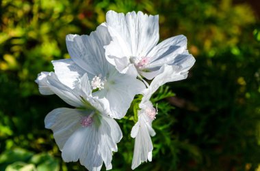 Yumuşak akşam ışığında yeşil arka planda açan narin kır çiçekleri. Sakin doğal ruh halinde çiçek portresi, bahar bahçesi dekorasyonu, yumuşak büyüme ve yenilenme teması, barışçıl doğa konsepti, botanik detay