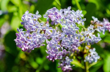 Parlak güneş ışığı altında bahar leylakları çiçek açar. Bahar bahçesinde açan narin leylak çiçekleri, yumuşak bokeh arka plan, canlı doğa havası, taze mevsimlik flora makro konsepti, kırsal alan