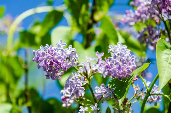 Parlak güneş ışığı altında bahar leylakları çiçek açar. Bahar bahçesinde açan narin leylak çiçekleri, yumuşak bokeh arka plan, canlı doğa havası, taze mevsimlik flora makro konsepti, kırsal alan