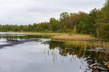 Sakin orman gölü, bulutlu, huzurlu sabah gökyüzünün altındaki sonbahar ağaçlarını yansıtıyor. Sonbahar mevsiminin başlarında durgunluk, el değmemiş sulak arazi habitatı, sükunet konsepti, doğa koruma ve çevresel saflık.