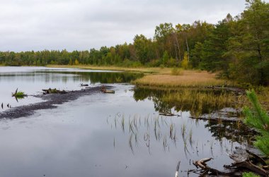 Sakin orman gölü, bulutlu, huzurlu sabah gökyüzünün altındaki sonbahar ağaçlarını yansıtıyor. Sonbahar mevsiminin başlarında durgunluk, el değmemiş sulak arazi habitatı, sükunet konsepti, doğa koruma ve çevresel saflık.