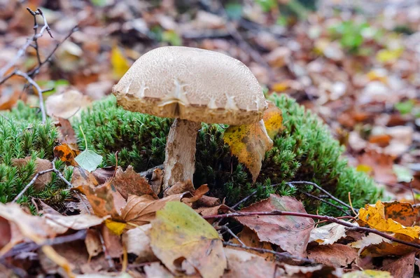 Sonbahar yaprakları arasında yetişen küçük yaban mantarları ve orman zemininde yosunlar. Sakin sonbahar ormanlarındaki doğa sahnesi, toprak hali, detaylı orman dokuları, vahşi doğa konsepti, büyüme, sonbahar sezonu ve doğal ekosistem.