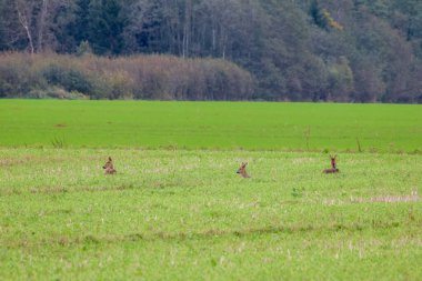 Sonbahar kırsal sakinliğiyle çevrili, hasat edilmiş tarlada dinlenen genç bir geyik yumurtası. Altın sakal tarlasında yatan yaban geyiği, huzurlu kırsal atmosfer, doğal vahşi yaşam manzarası, kırsal sükunet, doğa ve mevsimler.