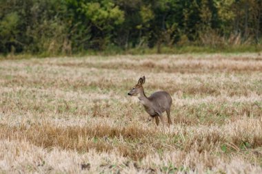 Sonbahar kırsal sakinliğiyle çevrili, hasat edilmiş tarlada dinlenen genç bir geyik yumurtası. Altın sakal tarlasında yatan yaban geyiği, huzurlu kırsal atmosfer, doğal vahşi yaşam manzarası, kırsal sükunet, doğa ve mevsimler.