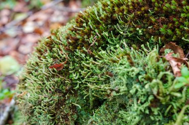 Orman zemininde, yosun ve dallarla kaplı minik bardak liken. Yosun, sakin orman atmosferi, doğal doku, toprak tonları, botanik çalışma konsepti, yakın doğa detayı arasındaki cladonia lichens Macro görünümü