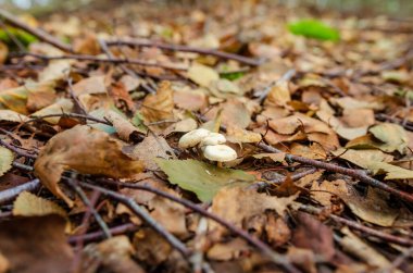 Orman zemininde, yosun ve dallarla kaplı minik bardak liken. Yosun, sakin orman atmosferi, doğal doku, toprak tonları, botanik çalışma konsepti, yakın doğa detayı arasındaki cladonia lichens Macro görünümü