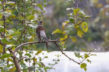 Ötücü kuş, sakin bir sonbahar bahçesinde ağaç dalına sessizce tünedi. Yumuşak sonbahar ışığında dinlenen kuş, huzurlu arka bahçe havası, doğal yaşam alanı, vahşi yaşam gözlem konsepti, mevsimsel doğa belgelendirmesi