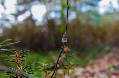 Alacakaranlıkta ince bir dalda dinlenen narin orman güvesi. Dinlenmiş bir güve görüntüsü, sakin bir ruh hali, yumuşak orman ışığı, doğa durgunluğu, ekoloji ve vahşi yaşam temaları için mükemmel..