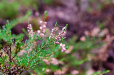 Bulanık orman arka planına karşı yumuşak bir şekilde ortaya çıkan narin pembe funda çiçekleri. Vahşi kenevir manzarası sakin orman manzarası, yumuşak ruh hali, doğa konsepti, botanik detayı, açık hava sükuneti