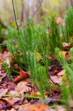 Sonbahar ormanı zemini yosun ve düşen yapraklarla dolu. Makro yosun manzarası, sakin atmosfer, orman çalılıkları, sonbahar mevsimi, biyolojik çeşitlilik içeriği için doğal yaşam alanı kavramı.