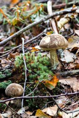 Doğal sonbahar ormanlarında yumuşak orman yosunlarında yetişen mantarlar. Açık havada vahşi mantarların sessiz gözlemi, toprak tonları, sakin ruh hali, orman çalılıkları, mevsimsel doğa konsepti