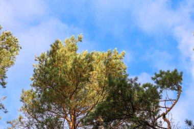 Açık mavi gökyüzünün altında gün doğumuyla aydınlanan ağaçlar yumuşak bokeh bırakır. Çam ağaçlarının tepeleri açık havada gözlendi, sakin sabah havası, doğa manzarası, orman atmosferi, mevsimsel çevre konsepti.