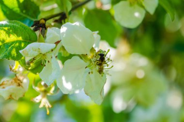 Beyaz bahar elması yemyeşil dallarda yumuşak, doğal güneş ışığında çiçek açar. Çiçekler, hafif esinti, taze bahar havası, meyve bahçesi doğası, belgesel botanik konsepti