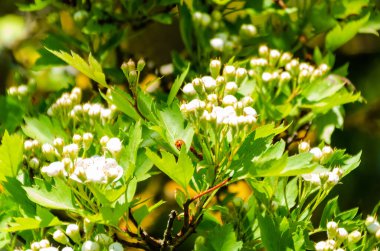 Beyaz bahar elması yemyeşil dallarda yumuşak, doğal güneş ışığında çiçek açar. Çiçekler, hafif esinti, taze bahar havası, meyve bahçesi doğası, belgesel botanik konsepti