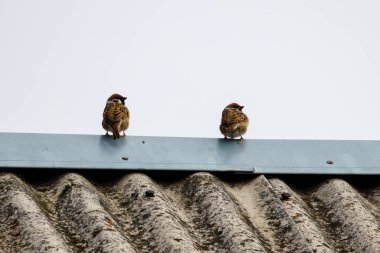 Asgari gökyüzü zemininde dokulu eski çatı kenarında dinlenen iki küçük serçe. Kuşlar sakince tünedi, nötr ruh hali, şehir çatısı, çevre, iletişim, uyum temaları için doğal konsept