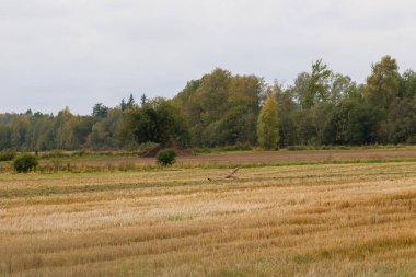 Sonbaharda orman arka planında hasat edilen alanda alçaktan uçan bir kuş. Kırsal alanda süzülen vahşi kuş, sakin sonbahar havası, açık kırsal alan, özgürlük kavramı, doğa, göç.