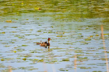 Sessiz sulak gölün üzerindeki nilüferlerin arasında sakince yüzen büyük ibikli yaban ördeği. Nilüfer kaplı suda süzülen vahşi kuş, sakin doğal ortam, tatlı su suları sulak alan habitatı, vahşi yaşam, biyolojik çeşitlilik konsepti.