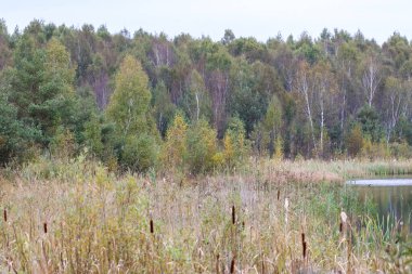 Sonbahar sulak arazisi, karışık orman ve sakin su kıyısının yanında sazlıklar. Sazlıklar ve sonbahar ormanlarıyla sessiz sulak arazi manzarası, doğal ortam, göl kenarı habitatı, ekoloji, koruma, manzara.
