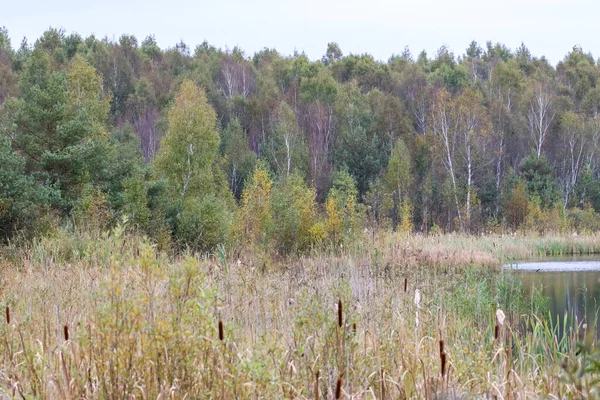 Sonbahar sulak arazisi, karışık orman ve sakin su kıyısının yanında sazlıklar. Sazlıklar ve sonbahar ormanlarıyla sessiz sulak arazi manzarası, doğal ortam, göl kenarı habitatı, ekoloji, koruma, manzara.