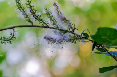 Taze bahar yapraklı meşe dalı temiz beyaz gökyüzüne karşı izole edilmiş. Genç yapraklı bahar meşesi dalı, sakin doğal ortam, asgari arka plan, mevsimsel büyüme, ekoloji ve yenilenme kavramı.