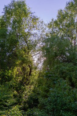 Huş ağaçlarının yosunlu zeminleri ve kırsal alanların yakınında sonbahar yaprakları vardır. Kırsal tarım arazilerinin yanında sakin huş ağaçları, sakin sonbahar havası, doğal sınır, sürdürülebilirlik ve manzara geçiş kavramı.