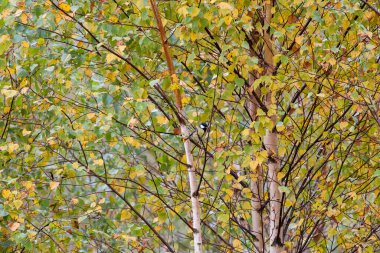 Sonbahar huş ağaçlarının arasına tünemiş sarı yapraklı küçük bir kuş. Sonbahar boyunca huş ağacında dinlenen vahşi kuş, sakin doğal ortam, mevsimlik vahşi yaşam, biyolojik çeşitlilik ve orman hayatı kavramı.