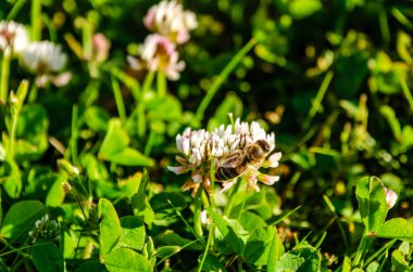 Bal arısı, yeşil çimenlikteki beyaz yonca çiçeğinden nektar topluyor. Doğal çayırlarda arı tozlayan yonca, sıcak güneş ışığı, sakin ruh hali, biyolojik çeşitlilik, ekoloji, sürdürülebilirlik ve çevre koruma kavramı.