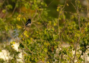 Doğulu Saksağan Robin ağaç dalında