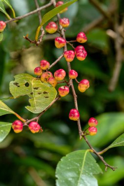 Flacourtia jangomas Ormandaki meyveler