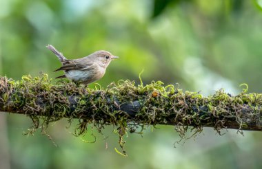 Kırmızı göğüslü sinekkapan - Ormanda tüneyen dişi