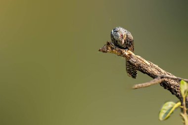 Ağacın dalında Asyalı dişi koel.
