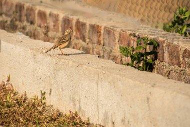 Paddy Field Pipit göl kenarında.