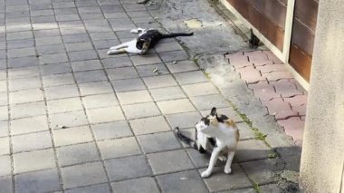 Calico kedi yolda dolaşıyor.