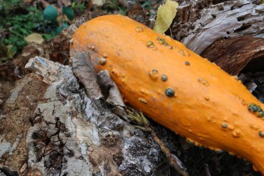 Sonbahar Şükran Günü balkabağı yaprağı ve çiçek aranjmanı eski ahşap bir arka planda.
