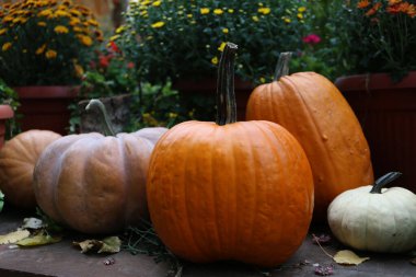 Sonbahar Şükran Günü balkabağı yaprağı ve çiçek aranjmanı eski ahşap bir arka planda.