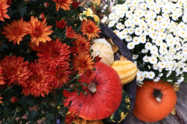 Sonbahar Şükran Günü balkabağı yaprağı ve çiçek aranjmanı eski ahşap bir arka planda.