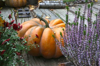 Sonbahar Şükran Günü balkabağı yaprağı ve çiçek aranjmanı eski ahşap bir arka planda.
