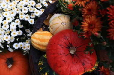 Sonbahar Şükran Günü balkabağı yaprağı ve çiçek aranjmanı eski ahşap bir arka planda.