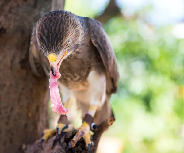 Captura de halcón en Tailandia —  Fotos de Stock