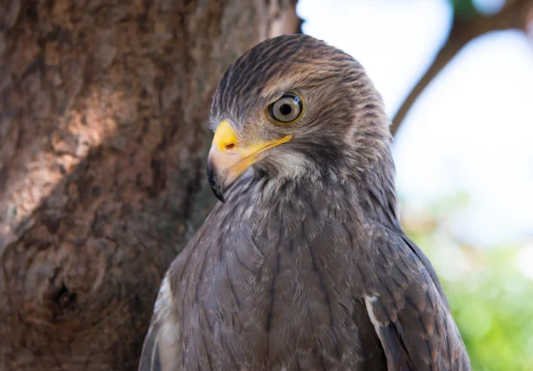 Captura de halcón en Tailandia — Foto de Stock