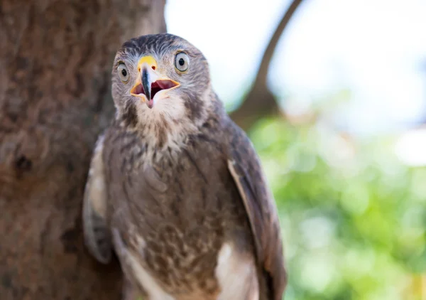 Şahin yakalama Tayland