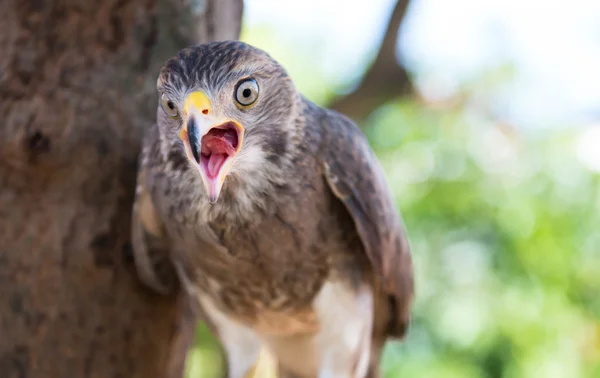 Captura de halcón en Tailandia —  Fotos de Stock
