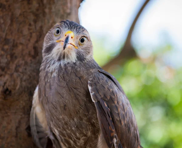 Şahin yakalama Tayland
