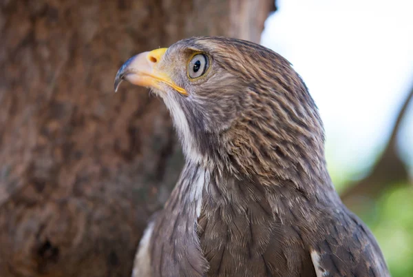 Captura de falcão na Tailândia — Fotografia de Stock