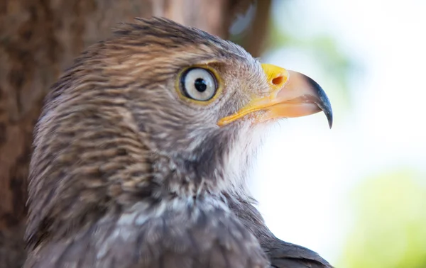 Captura de falcão na Tailândia — Fotografia de Stock