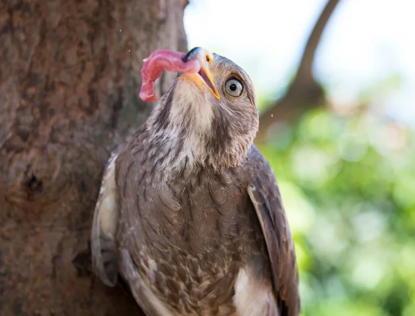 Captura de halcón en Tailandia — Foto de Stock