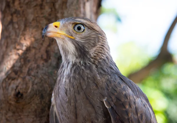 Şahin yakalama Tayland